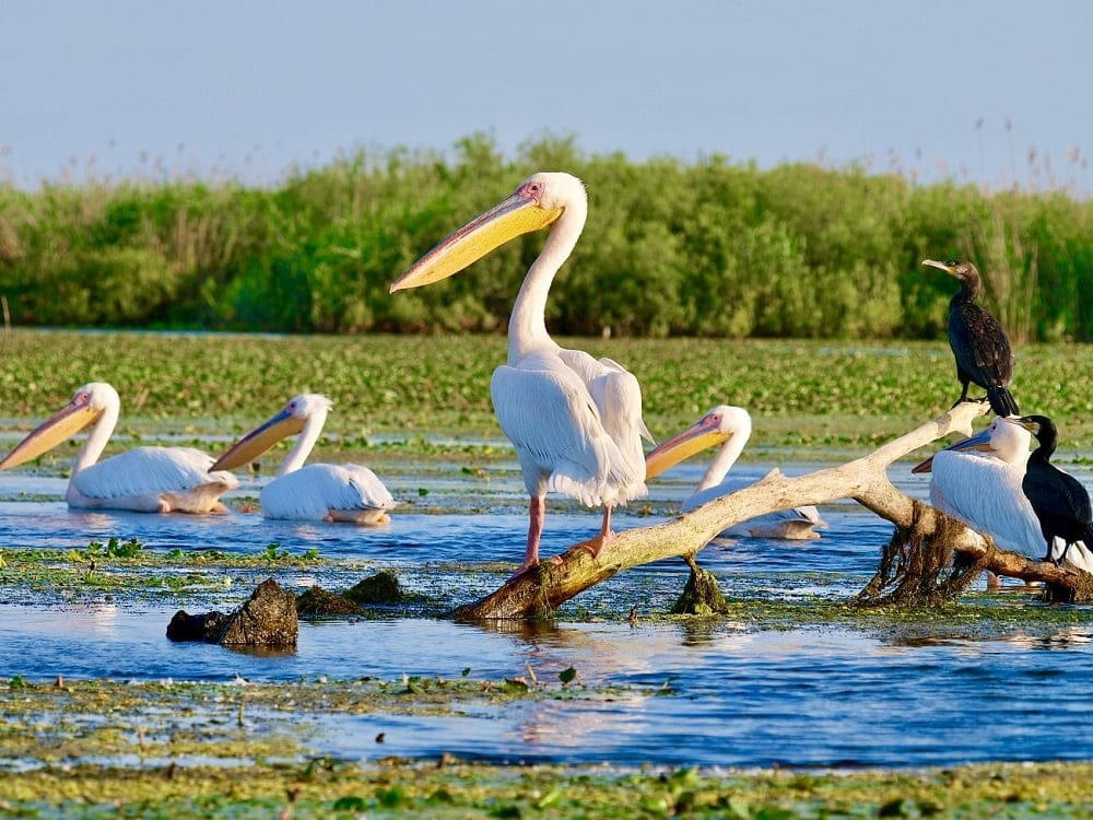 Delta Dunării
